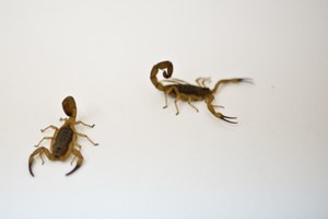 Acidentes com animais peçonhentos aumentam no período chuvoso e no verão