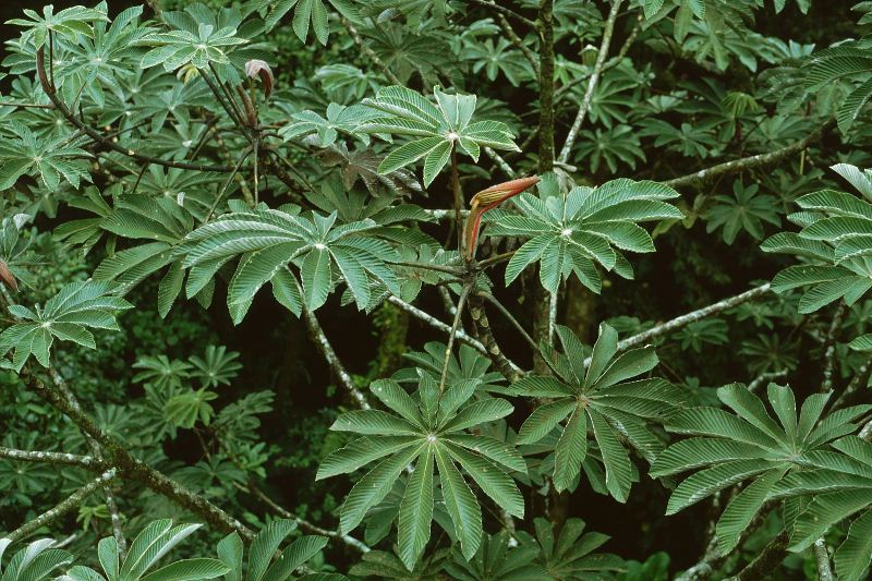 A embaúba ou Cecropia é uma árvore muito comum na vegetação brasileira. Foto: Franz Xavier / Wikimedia / Reprodução.