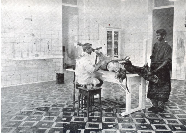 Década de 1910: Ezequiel Dias realiza colheita de vacina antivariólica / Imagem: Acervo Funed