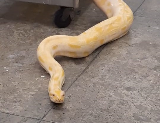 A Python molurus ou píton albina é uma das espécies vítimas do tráfico. Crédito: Divulgação