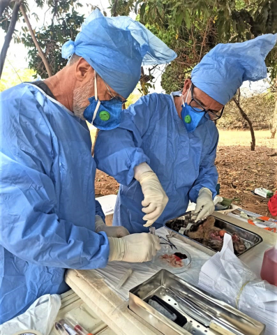 Coleta de vísceras de primatas encontrados mortos