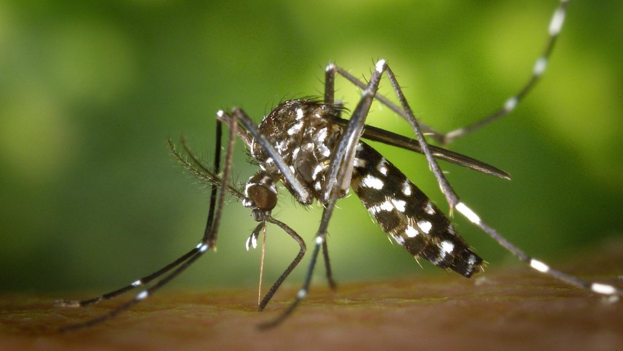 aedes