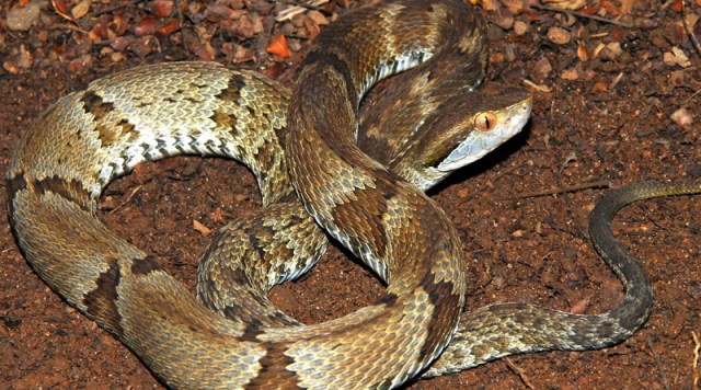 Exemplar de jararaca-da-moela (Bothrops germanoi), nativa da ilha da Moela, no município de Guarujá, em São Paulo (Marcelo Ribeiro Duarte / Instituto Butantan)