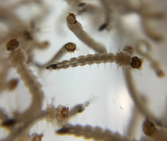 Eliminação de larvas do Aedes aegypti é primordial para o controle das arboviroses - Foto: Internet