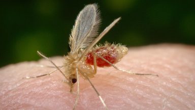 Mosquito-palha, transmissor da leishmaniose